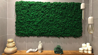 Где используют стабилизированный мох