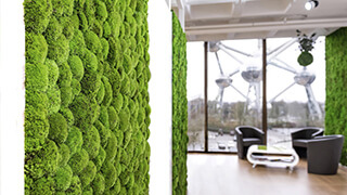 Какой мох выбрать для озеленения помещения