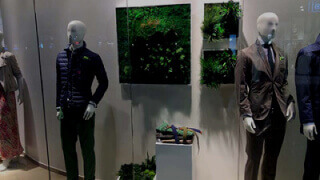 Оформление витрин магазина мхом