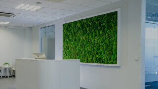 Озеленение офиса мхом